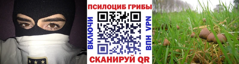 kraken ссылки  Балей  Псилоцибиновые грибы мицелий 
